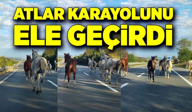 Atlar karayolunu ele geçirdi! Dörtnala koştular!