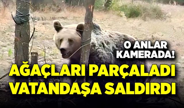 Ağaçları parçaladı, vatandaşlara saldırdı!