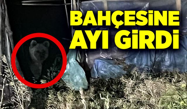 Bahçesine ayı girdi! O anlar kamerada!