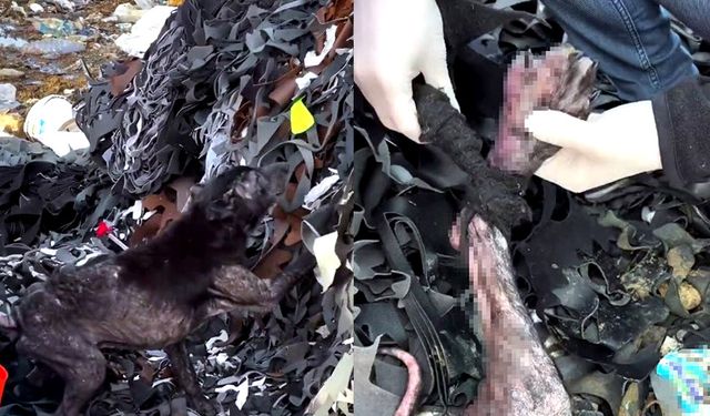 Bartın'da atık lastiklerle boğuşan köpeği kurtarma operasyonu