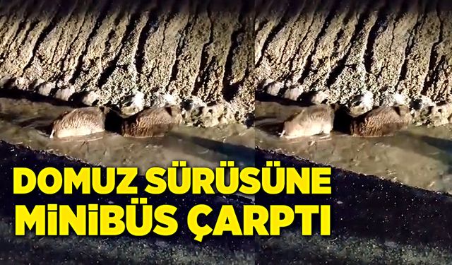 Domuz sürüsüne, minibüs çarptı!