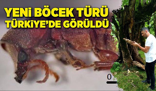 Yeni böcek türü Türkiye’de görüldü!