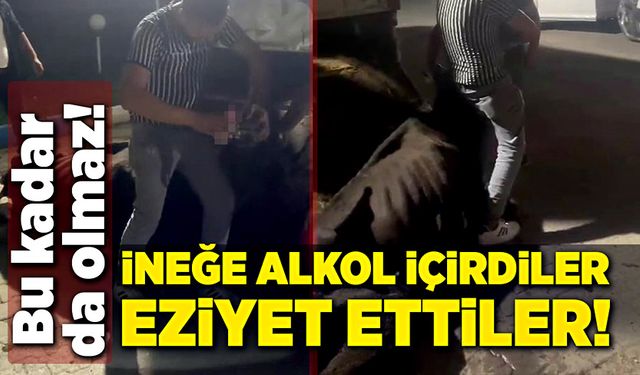 Bu kadar da olmaz! İneğe alkol içirdiler, eziyet ettiler!