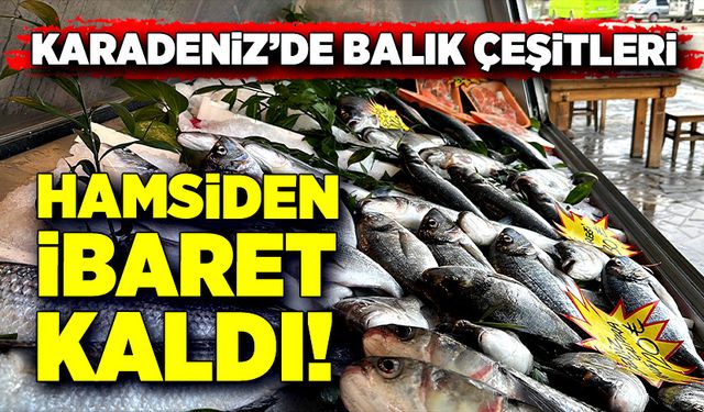 Karadeniz'de balık çeşitleri 'hamsi'den ibaret kaldı