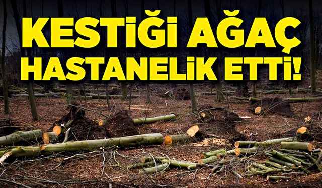 Kestiği ağaç hastanelik etti!