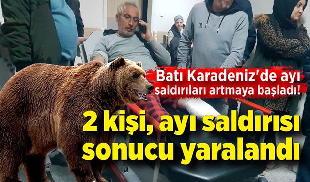 Batı Karadeniz'de ayı saldırıları artmaya başladı! Karabük'te 2 kişi ölümden döndü