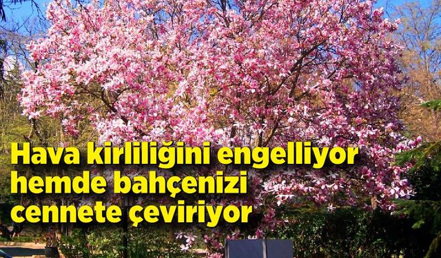 Hava kirliliğini engelliyor hemde bahçenizi cennete çeviriyor