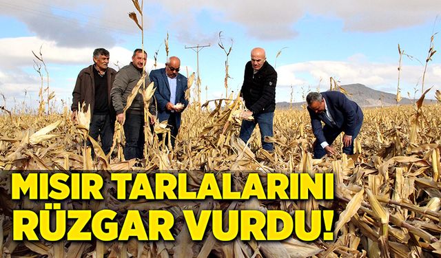 Mısır tarlalarını, şiddetli rüzgar vurdu!