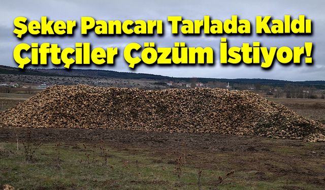 Şeker pancarı tarlada kaldı, çiftçiler çözüm istiyor!