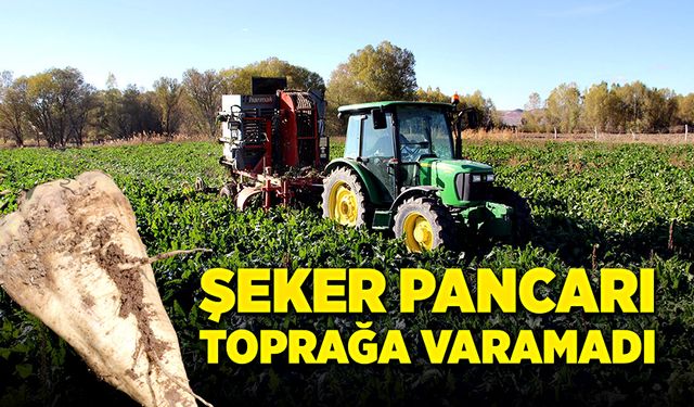 Şeker pancarı, toprağa varamadı