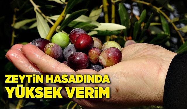 Zeytin hasadında, yüksek verim!