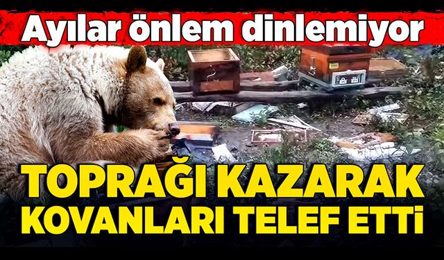 Ayılar önlem dinlemiyor;  Toprağı kazarak kovanları telef etti