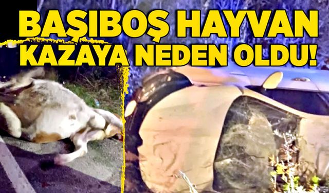 Başıboş hayvan kazaya neden oldu!