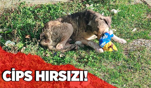 Cips hırsızı köpek!