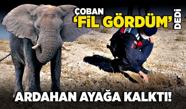 Çoban “fil gördüm” dedi, Ardahan ayağa kalktı