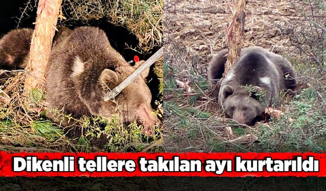 Dikenli tellere takılan ayı kurtarıldı