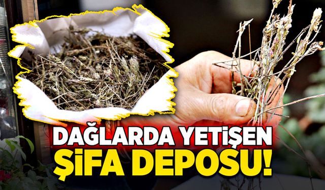 Dağlarda yetişen şifa deposu!