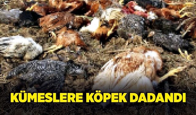 Kümeslere köpek dadandı