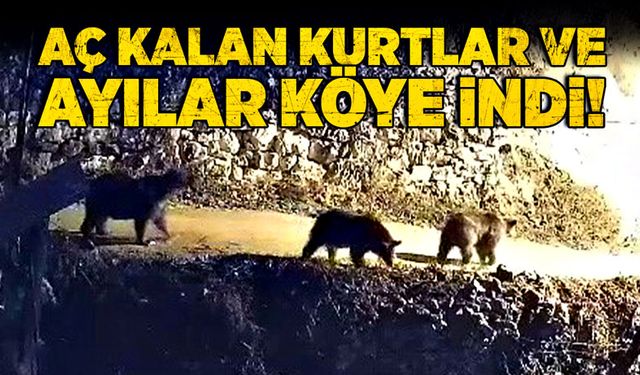 Aç kalan kurtlar ve ayılar köye indi!