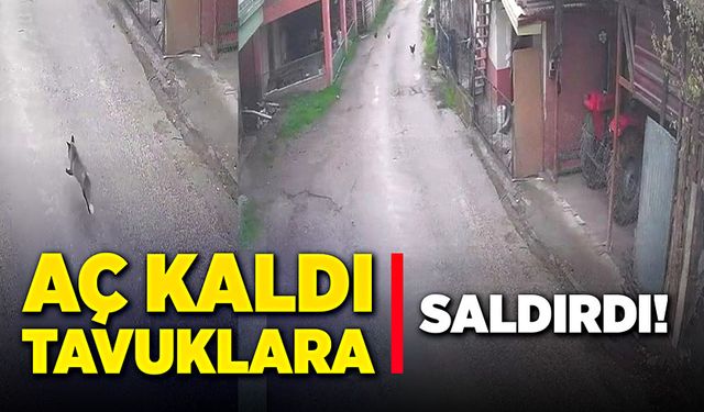 Aç kalan tilki horoz ve tavuklara böyle saldırdı!