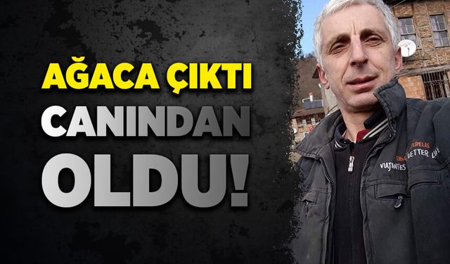 Ağaca çıktı, canından oldu!