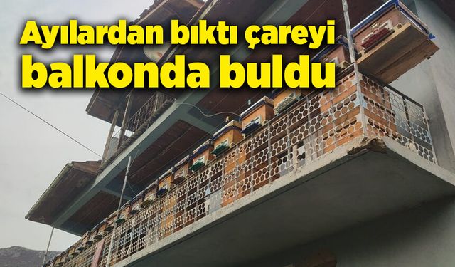 Ayılardan bıktı, çareyi balkonda buldu