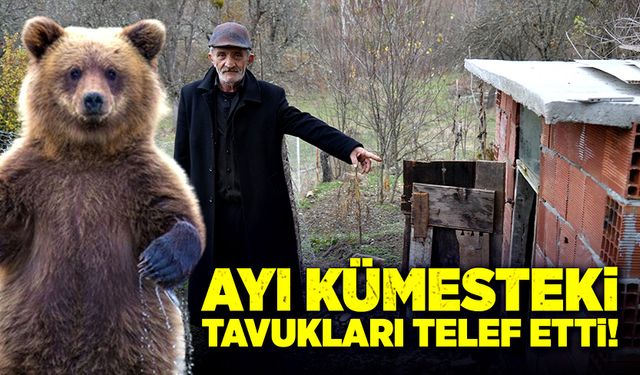 Kastamonu'da ayı kümesteki tavukları telef etti!