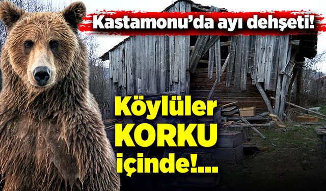 Kastamonu'da ayı dehşeti! Köylüler korku içinde!...