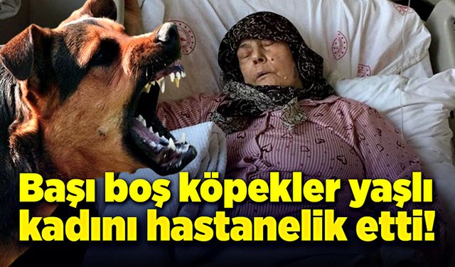 Başı boş köpekler yaşlı kadını hastanelik etti!