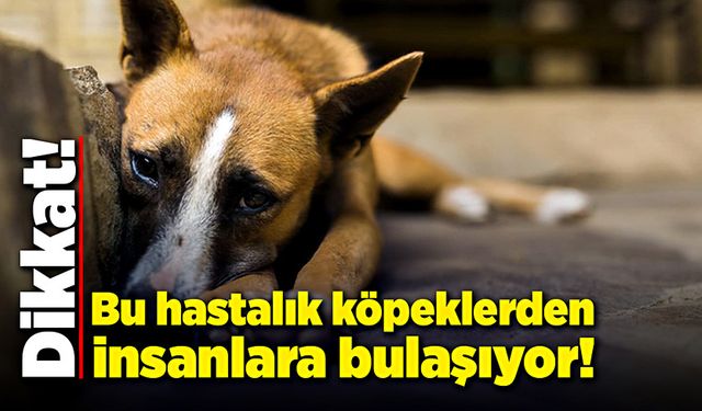 Dikkat! Bu hastalık köpeklerden bulaşıyor!