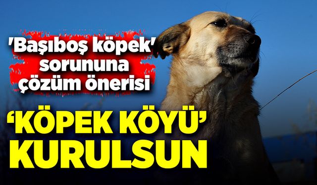 'Başıboş köpek' sorununa çözüm önerisi geldi