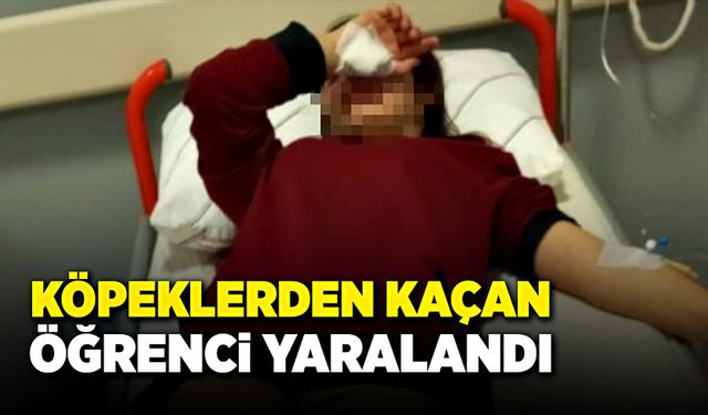 Kastamonu'da köpeklerden kaçan öğrenci yaralandı!