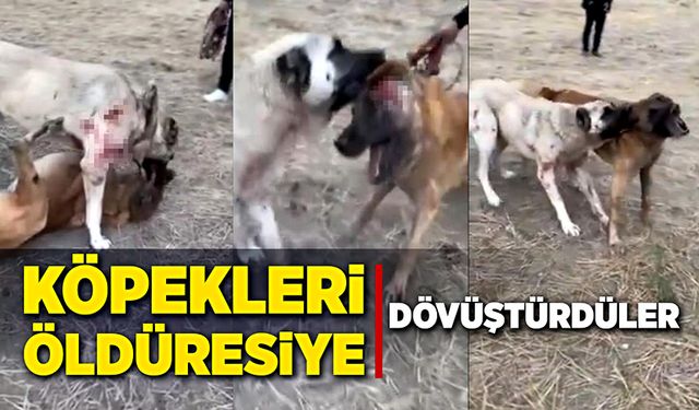 Köpekleri dövüştürüp, video çektiler!