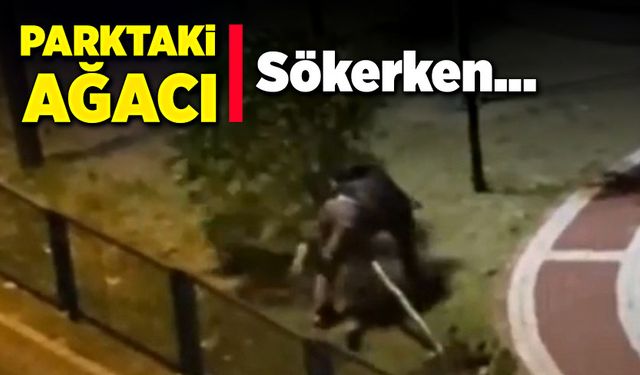 Parktaki ağacı sökerken...