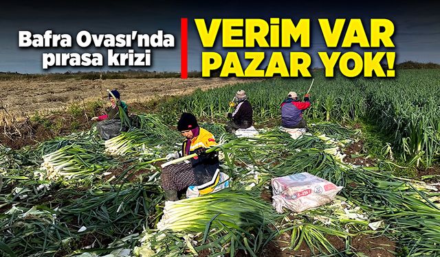 Bafra Ovası'nda pırasa krizi: Verim var, pazar yok!