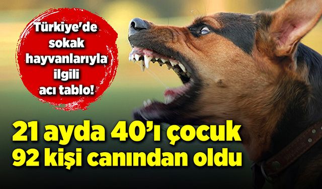 Türkiye'de sokak hayvanlarıyla ilgili acı tablo!