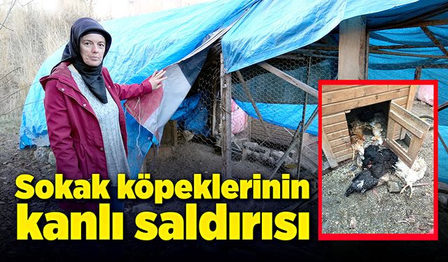 Kastamonu’da sokak köpeklerinin kanlı saldırısı!