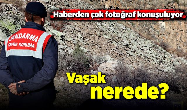 Haberden çok fotoğraf konuşuluyor! Vaşak nerede?