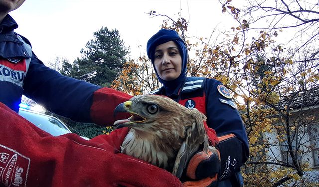 Jandarma yaralı şahin için seferber oldu!