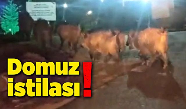 Orman İşletme Müdürlüğü'ne domuzlar dadandı!