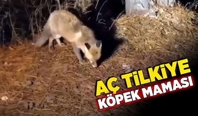 Aç tilkiyi  köpek mamasıyla besledi