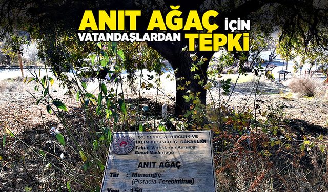 Anıt ağaç için vatandaşlardan tepki