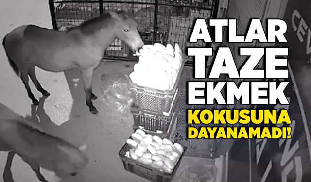 Atlar taze ekmek kokusuna dayanamadı!