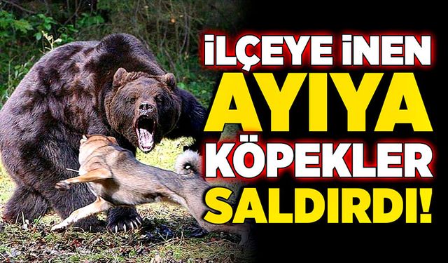 İlçeye inen ayıya köpekler saldırdı