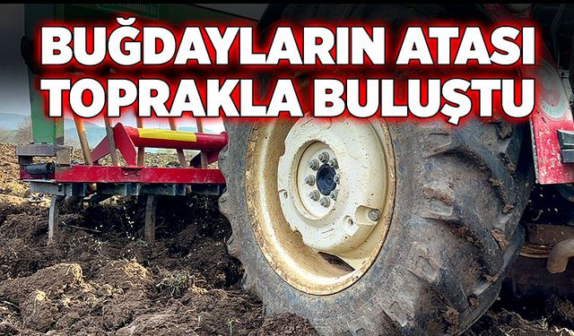 Buğdayların atası toprakla buluştu