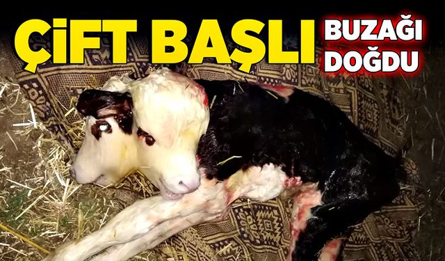 Çift başlı buzağı doğdu