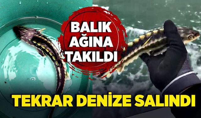 Balık ağına takıldı, tekrar denize salındı!