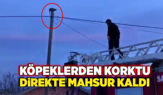 Köpeklerden korktu direkte mahsur kaldı