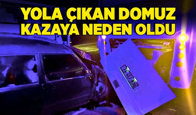 Yola çıkan domuz kazaya neden oldu