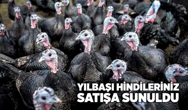 Yılbaşı hindileriniz satışa sunuldu